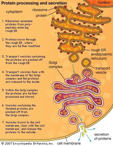 Detail Gambar Retikulum Endoplasma Halus Nomer 43