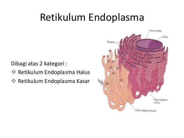 Detail Gambar Retikulum Endoplasma Halus Nomer 44