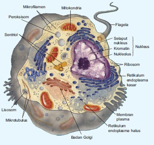 Detail Gambar Retikulum Endoplasma Halus Nomer 46