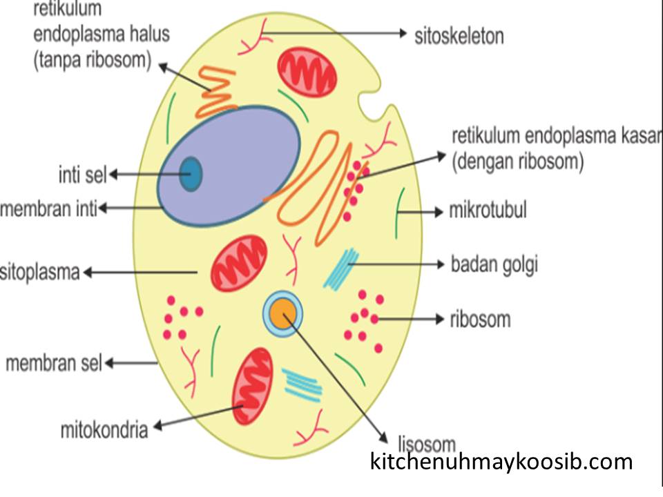 Detail Gambar Retikulum Endoplasma Halus Nomer 50