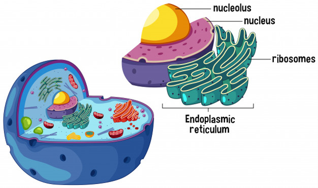 Detail Gambar Retikulum Endoplasma Halus Nomer 10