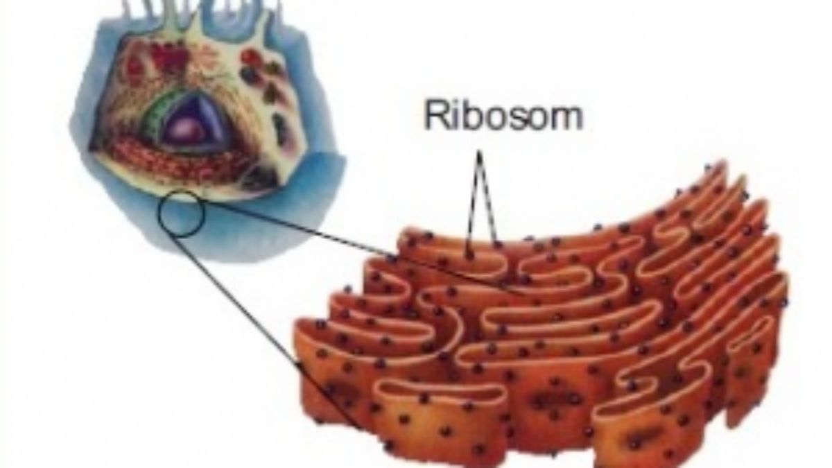 Detail Gambar Retikulum Endoplasma Kasar Nomer 11