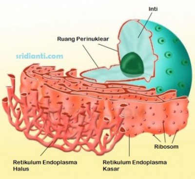 Detail Gambar Retikulum Endoplasma Kasar Nomer 13