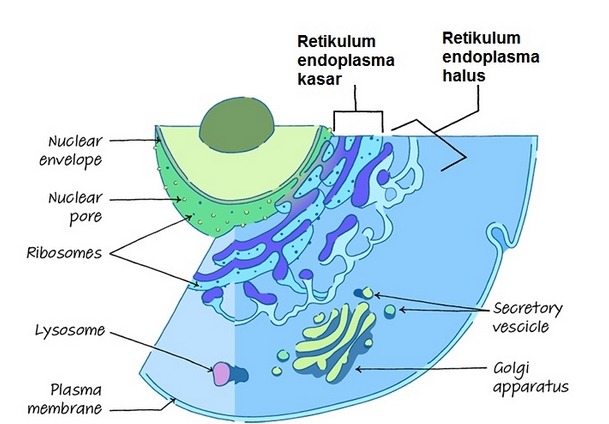 Detail Gambar Retikulum Endoplasma Kasar Nomer 14