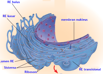 Detail Gambar Retikulum Endoplasma Kasar Nomer 15