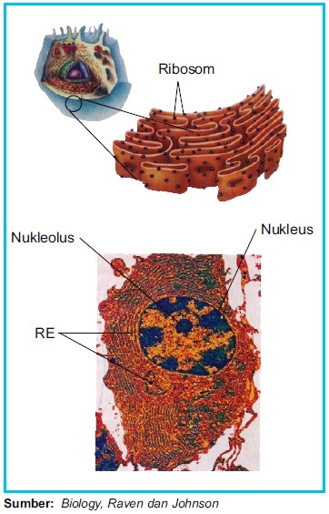 Detail Gambar Retikulum Endoplasma Kasar Nomer 18