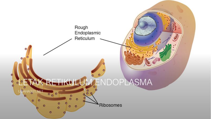 Detail Gambar Retikulum Endoplasma Kasar Nomer 33