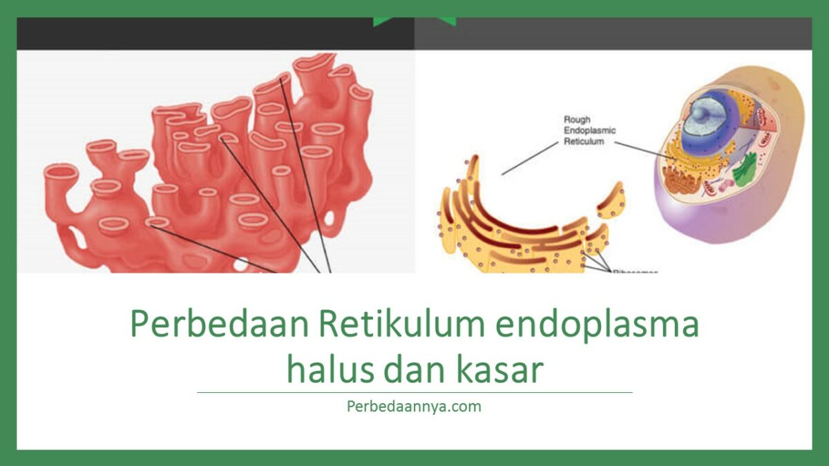 Detail Gambar Retikulum Endoplasma Kasar Nomer 36