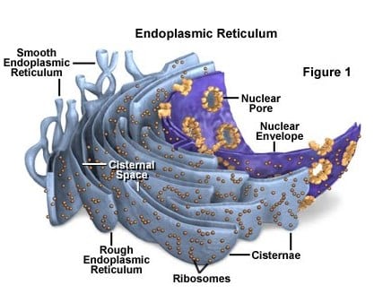 Detail Gambar Retikulum Endoplasma Kasar Nomer 6