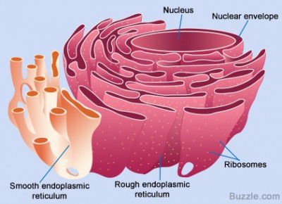 Detail Gambar Retikulum Endoplasma Kasar Nomer 9