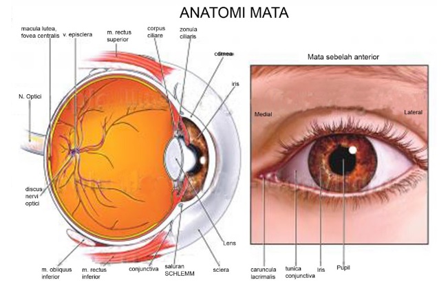 Detail Gambar Retina Mata Nomer 11