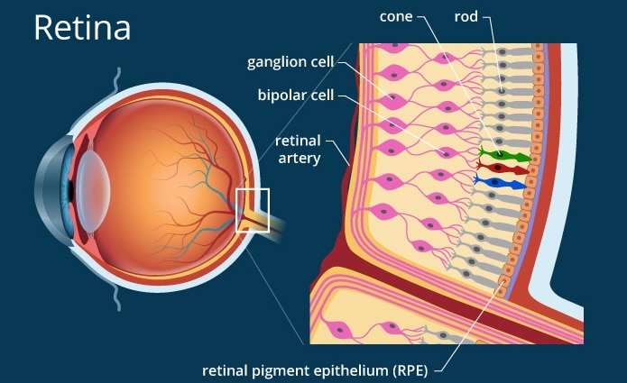 Detail Gambar Retina Mata Nomer 13