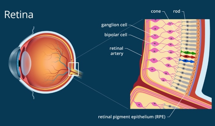 Detail Gambar Retina Mata Nomer 42