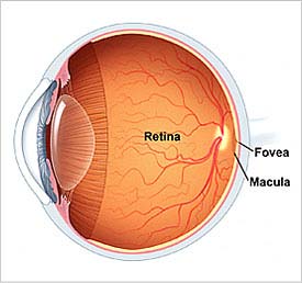 Detail Gambar Retina Mata Nomer 6