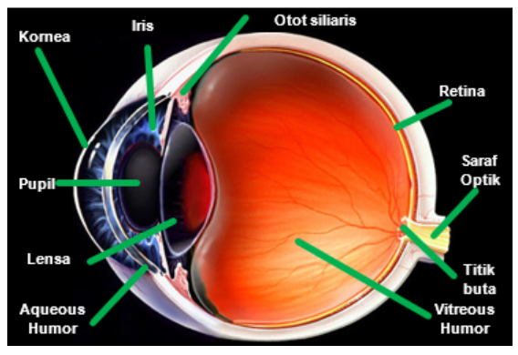 Detail Gambar Retina Mata Nomer 55