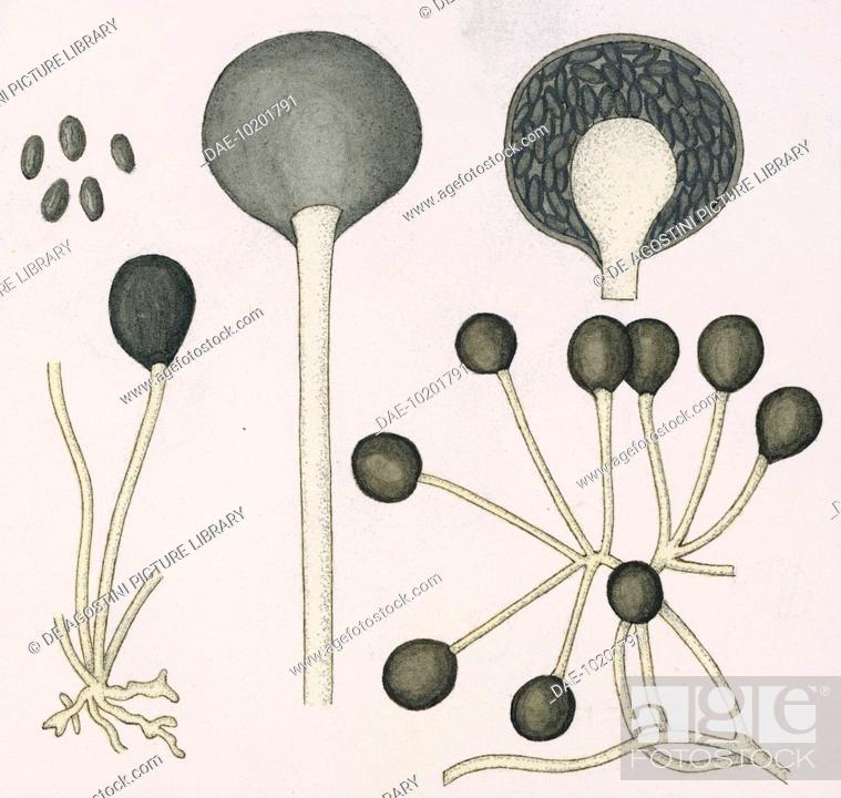 Detail Gambar Rhizopus Nigricans Nomer 39