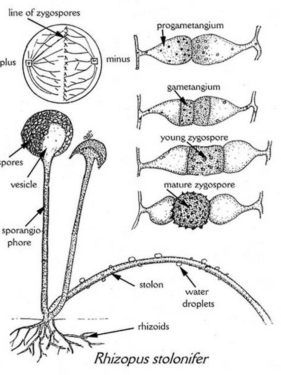 Detail Gambar Rhizopus Stolonifer Nomer 24