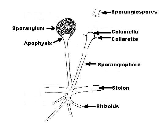 Detail Gambar Rhizopus Stolonifer Nomer 5