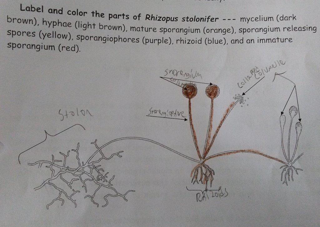 Detail Gambar Rhizopus Stolonifer Nomer 42