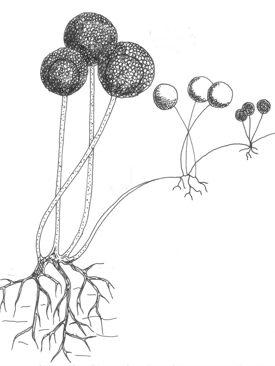 Detail Gambar Rhizopus Stolonifer Nomer 7