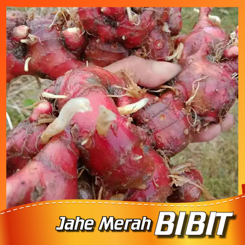 Detail Gambar Rimpang Jahe Nomer 42