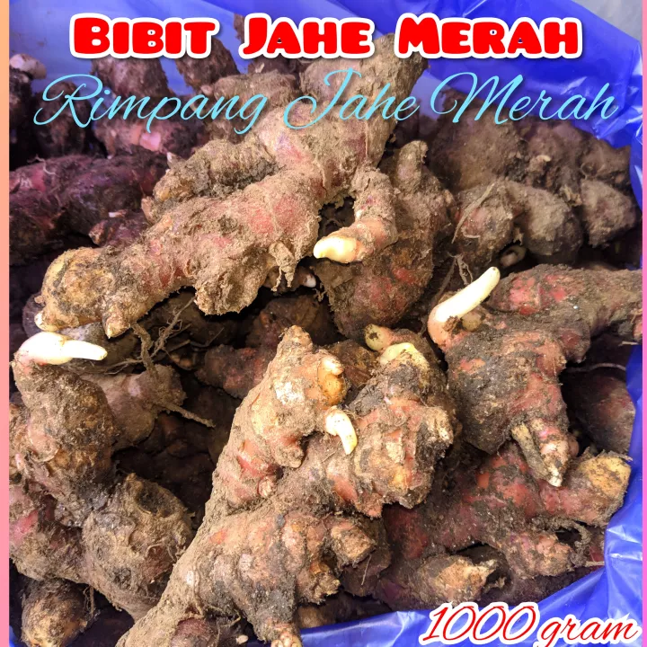Detail Gambar Rimpang Jahe Nomer 47