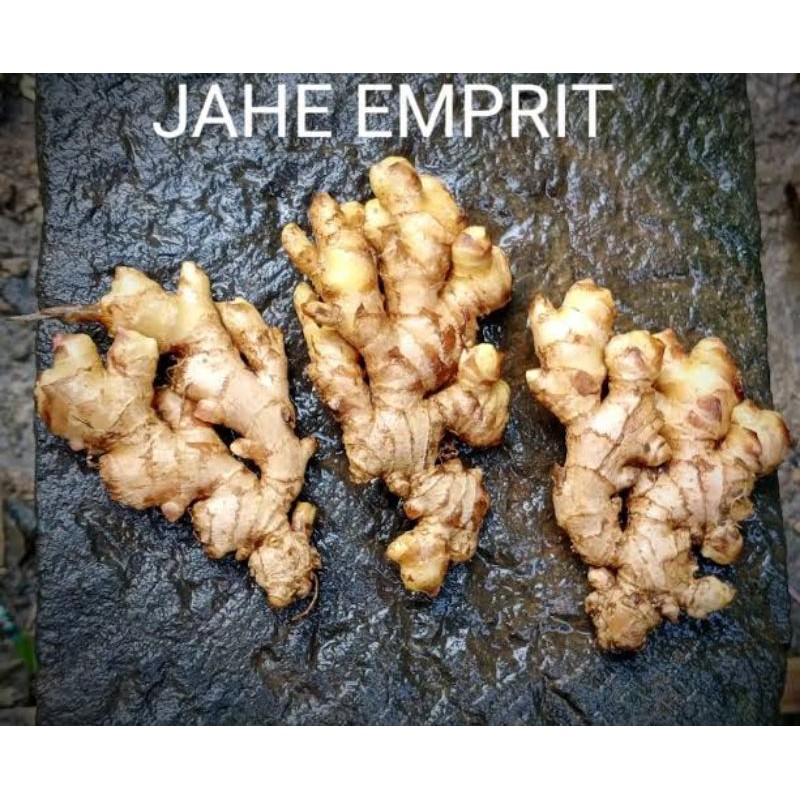 Detail Gambar Rimpang Jahe Nomer 53