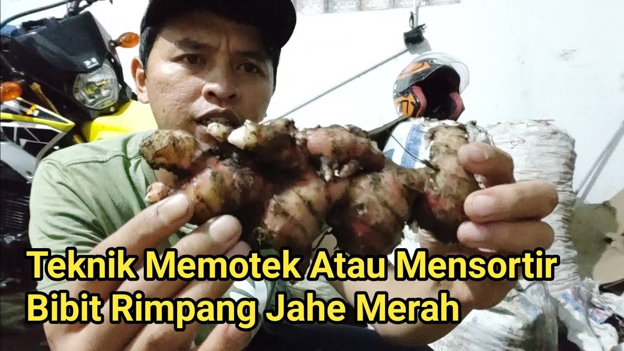 Detail Gambar Rimpang Jahe Nomer 57