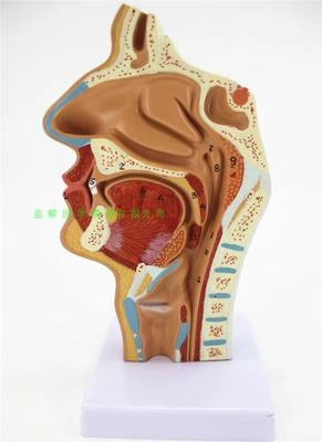 Detail Gambar Ringga Hidung Nomer 24
