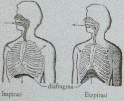 Detail Gambar Rongga Dada Nomer 15