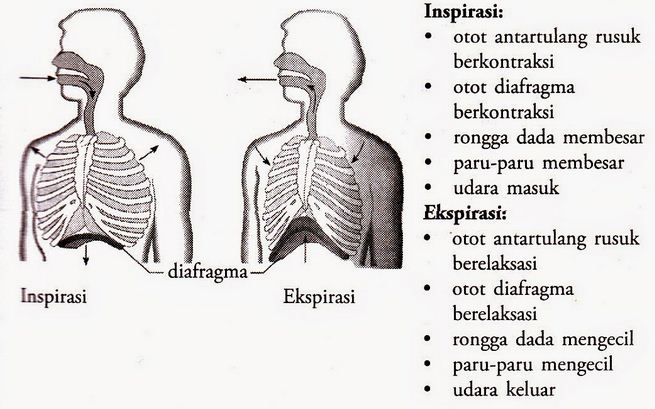 Detail Gambar Rongga Dada Nomer 34