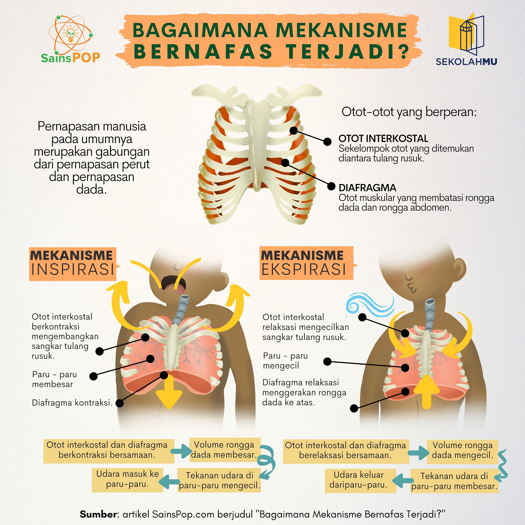 Detail Gambar Rongga Dada Nomer 10