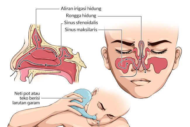 Detail Gambar Rongga Hidung Nomer 12