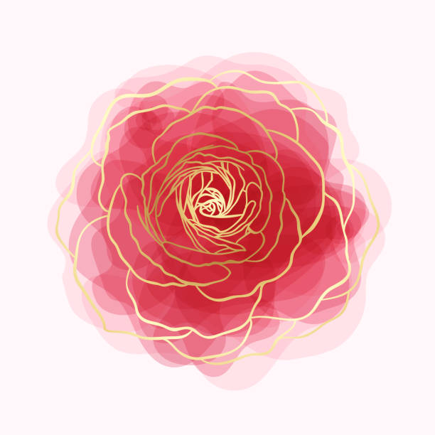 Detail Gambar Rose Vector Nomer 50