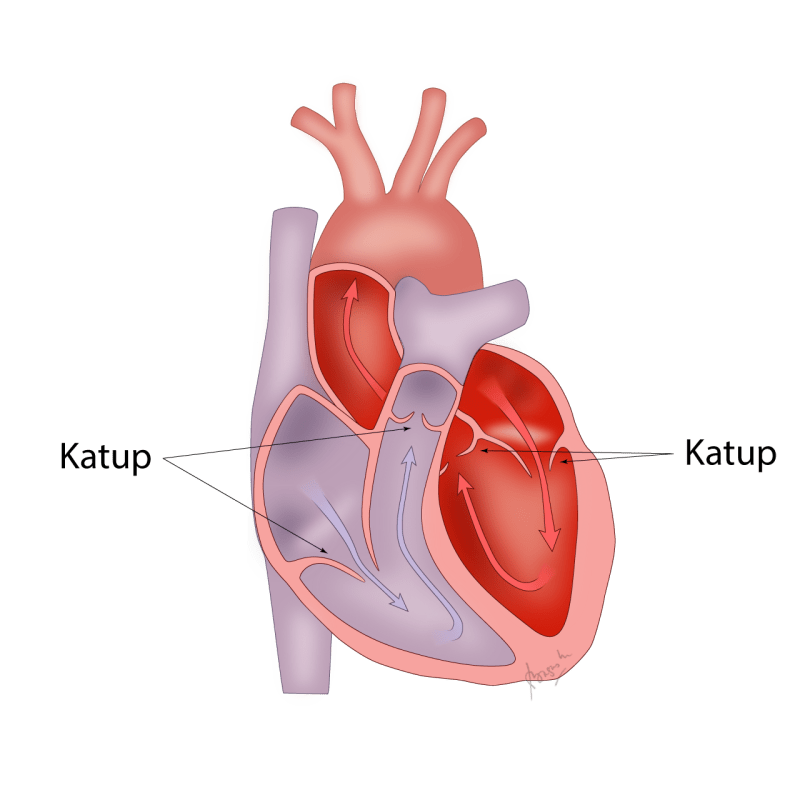 Detail Gambar Ruang Jantung Nomer 13