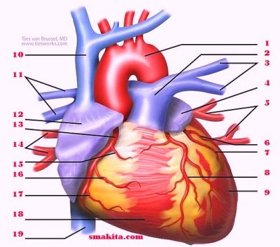 Detail Gambar Ruang Jantung Nomer 26