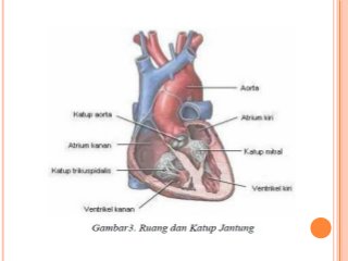 Detail Gambar Ruang Jantung Nomer 34