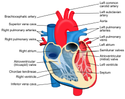 Detail Gambar Ruang Jantung Nomer 44