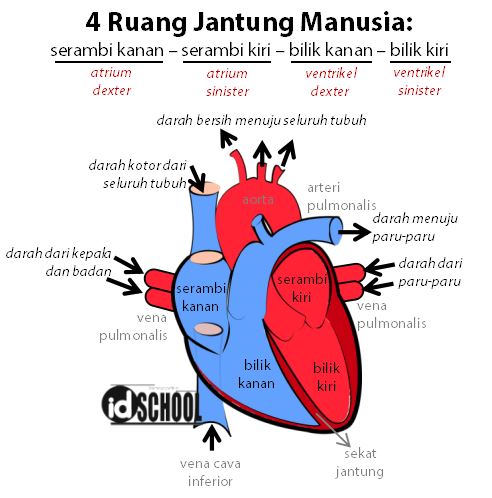 Detail Gambar Ruang Jantung Nomer 46