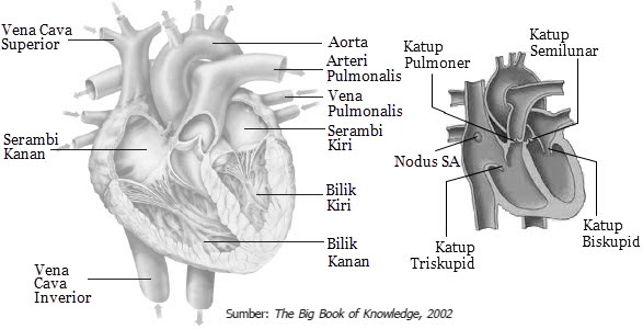 Detail Gambar Ruang Jantung Nomer 48