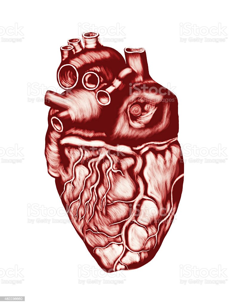 Detail Gambar Ruang Jantung Nomer 53