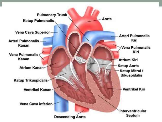 Detail Gambar Ruang Jantung Nomer 56