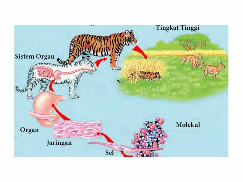 Detail Gambar Ruang Lingkup Biologi Nomer 7