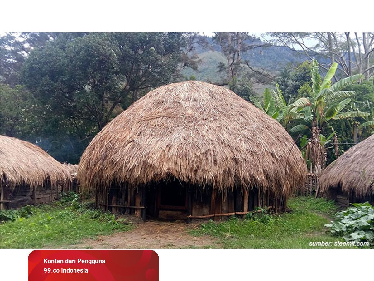 Gambar Rumah Adat Irian Jaya 57+ Koleksi Gambar
