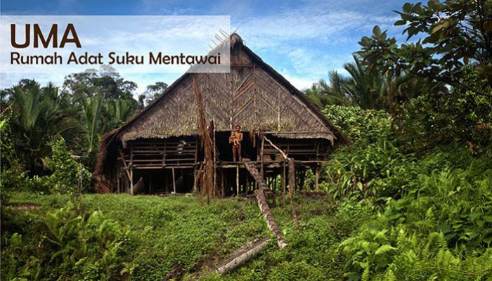 Detail Gambar Rumah Adat Suku Mentawai Nomer 6