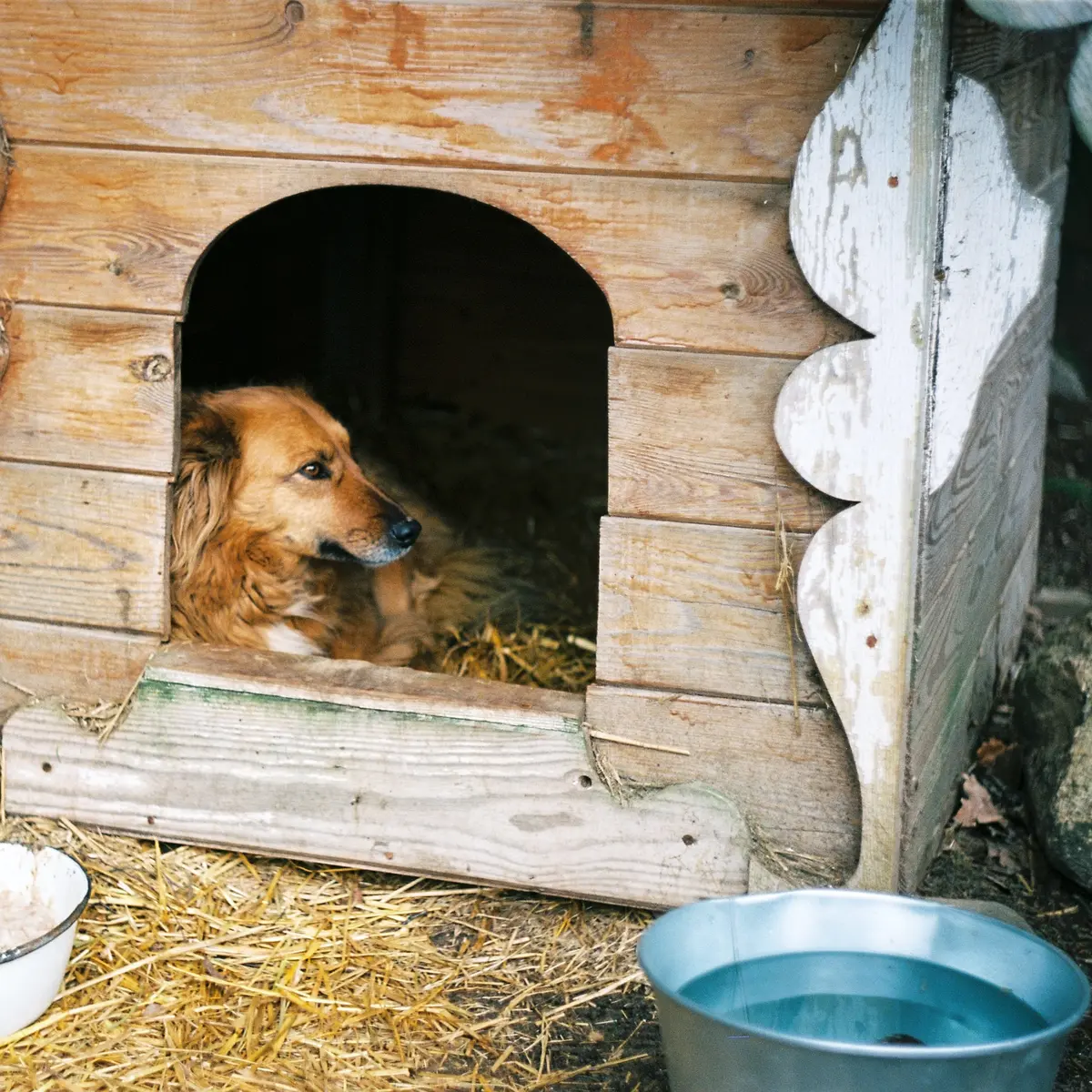 Detail Gambar Rumah Anjing Simpel Nomer 31