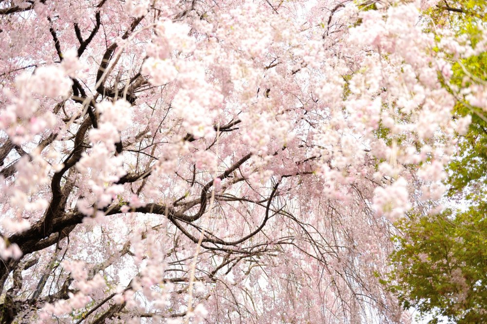 Detail Gambar Rumah Bunga Sakura Nomer 32