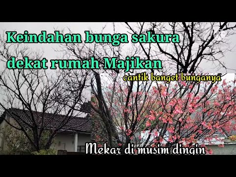 Detail Gambar Rumah Bunga Sakura Nomer 42