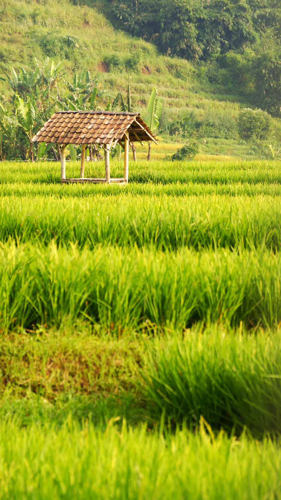 Gambar Rumah Di Sawah - KibrisPDR