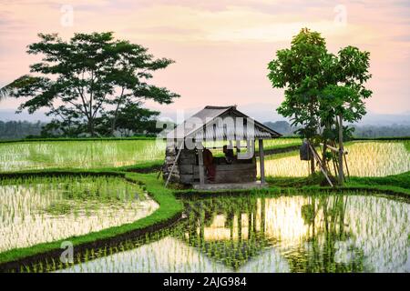 Detail Gambar Rumah Di Sawah Nomer 19